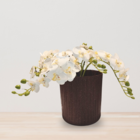 Vaso de Planta Médio em Madeira|Plástico 19,8x17,6cm Sustentável Imbuia Tronco Evo Design